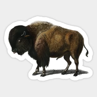 Bison Buffalo Sticker